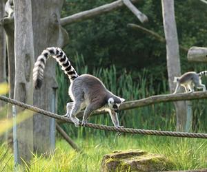 Z Wrocławia polecimy na Madagaskar. Ile kosztuje urlop w krainie lemurów i baobabów? 