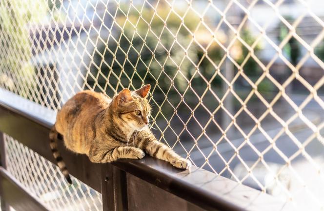 Balkon bezpieczny dla kota.
