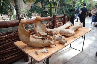 Urodziny słonia Leona