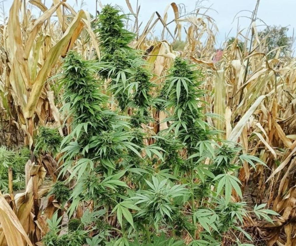 Uprawiał marihuanę w polu kukurydzy. Pseudokibicowi grozi do 10 lat więzienia