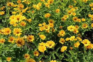 Słoneczniczek szorstki