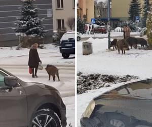 Dziki zaatakowały kobietę w centrum Jaworzna 