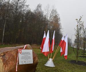 Aleja Polskiego Dziedzictwa Śląska w Katowicach