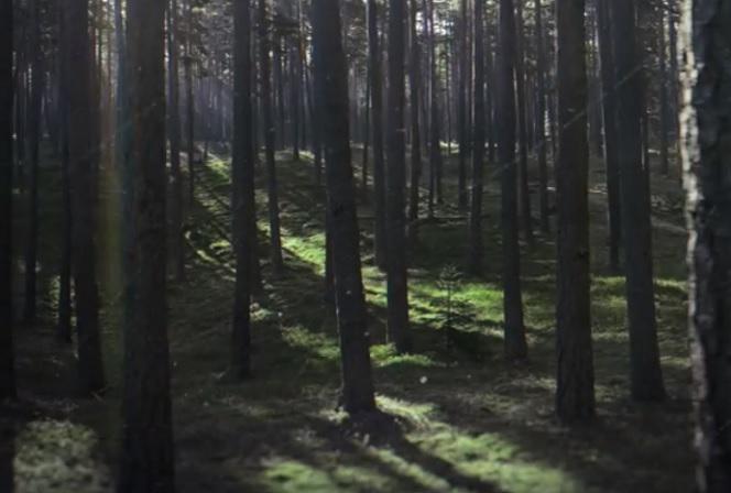 W głębi lasu Netflix: nowy serial polskich twórców trafia do sieci! O czym jest? Kiedy premiera?