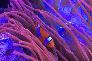 Tę atrakcję w bydgoskim zoo w Myślęcinku łatwo przegapić