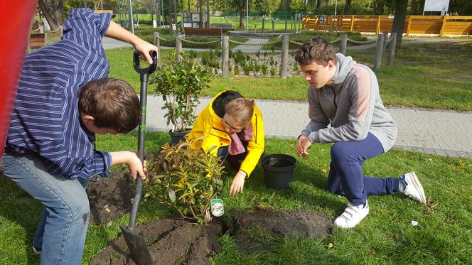 Pastwisko dla koni w Sosnowcu