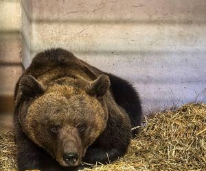 Smutny los niedźwiedzicy Pocy. Była w niewoli. Teraz odżyje w zoo?