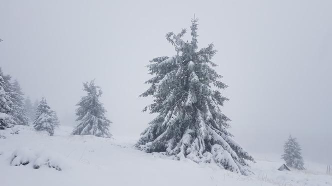 Na Dolnym Śląsku spadł pierwszy śnieg! Zobacz zdjęcia [GALERIA]