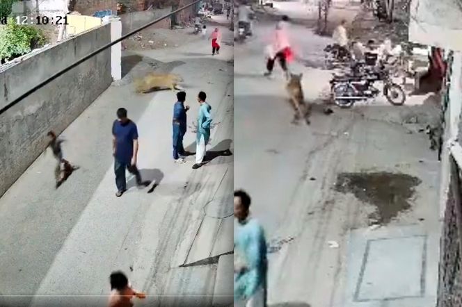 Lew rzucił się na dzieci i kobietę pośrodku ulicy! Oto, co stało się potem