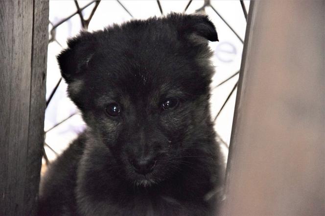 Słodziaki do wzięcia