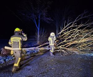 Wichura na Dolnym Śląsku. Powalone drzewa, uszkodzone samochody. Niemal 200 interwencji strażaków