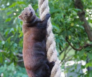 Nowy mieszkaniec warszawskiego zoo. Już niebawem będzie można zobaczyć galidię