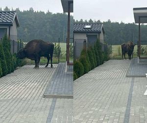 Żubr na wolności. Pajor uciekł z prywatnej zagrody