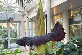 Kwitnięcie dziwidła olbrzymiego w Warszawie 08.2025