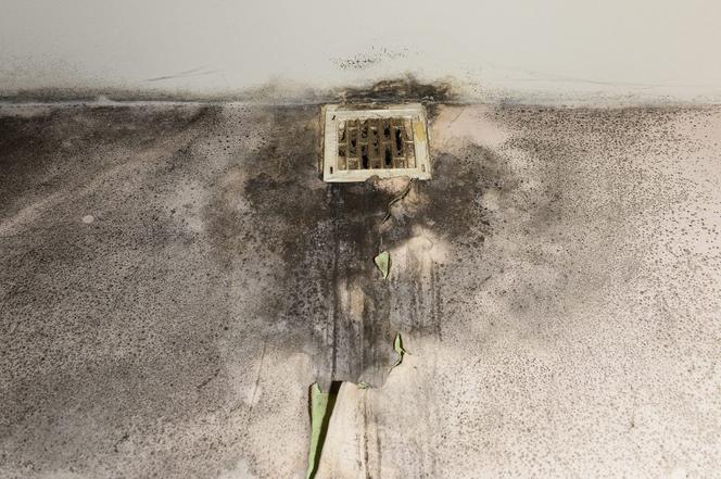 Ten grzyb nas zabije! Przerażające warunki w mieszkaniu komunalnym na Mińskiej.