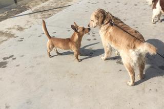 Twój pupil poczuje się jak w raju