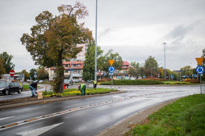 Jakie płuca ma Płock? W niedalekiej przyszłości na pewno zielone