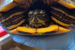 Wędkarze zamiast ryby złowili egzotycznego żółwia