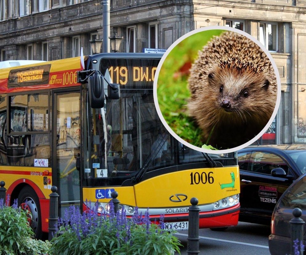 Kierowca warszawskiego autobusu uratował jeża. Bohaterska akcja w stolicy
