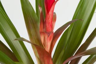 Guzmania