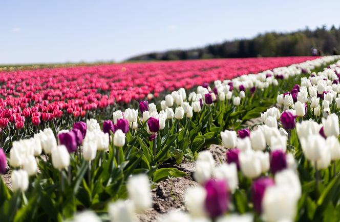 Tulipany w Świętokrzyskiem