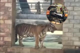 Krwawa jatka w zoo! Tygrys pożarł żywcem człowieka! Znaleziono pół ciała