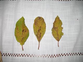 Zasychają liście hortensji