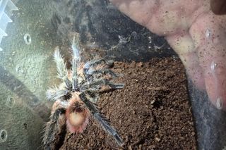 Koszmarne znalezisko w Krakowie. Żywe, jadowite pająki w koszu na śmieci!