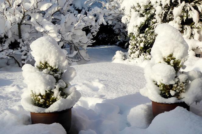 Śnieg w ogrodzie