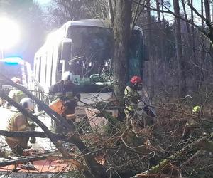 Szkolny autobus uderzył w drzewo