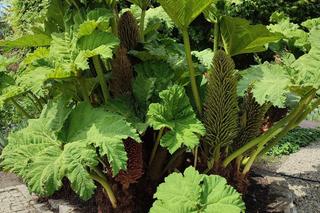 Ale okaz! We Wrocławiu zakwitła wielka gunera. Wygląda jak gigantyczny rabarbar