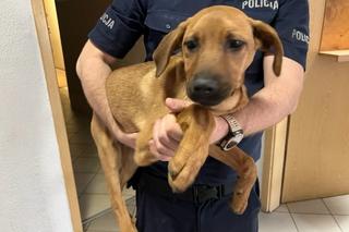 Pies zwisał z barierki mostu. Czekała go straszna śmierć! 