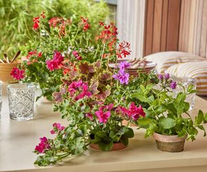 Pelargonie 