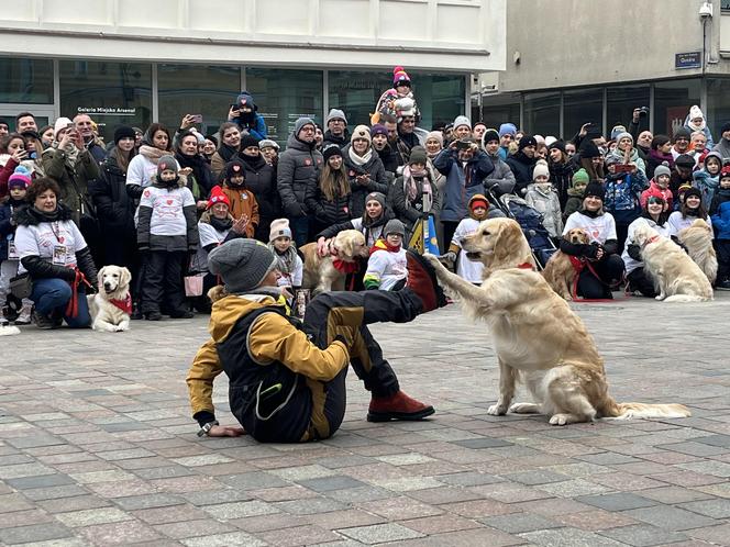 Golden Retriever WOŚP 2024 w Poznaniu. Psiaki też zbierają na dzieciaki. Kwesta na WOŚP i pokazy Golden Retrieverów 