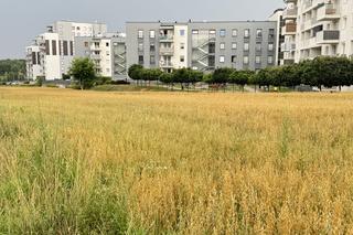 To lubelskie pole było słynne na całą Polskę! Co tu rośnie zamiast konopi? Zobacz