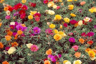 Portulaka wielkokwiatowa - Portulaca grandiflora
