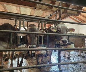 Roter Hahn: Nowoczesna agroturystyka zamiast hotelu – tu bije prawdziwe serce Południowego Tyrolu
