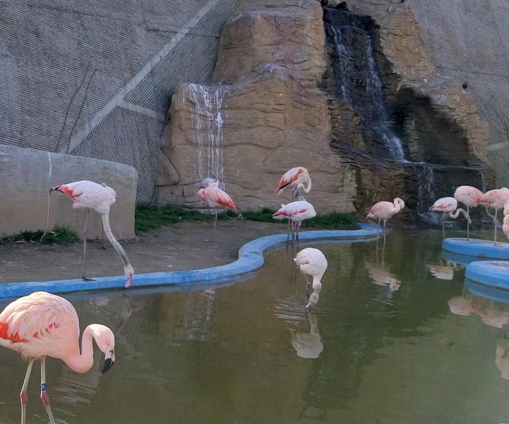 flamingi w zamojskim zoo