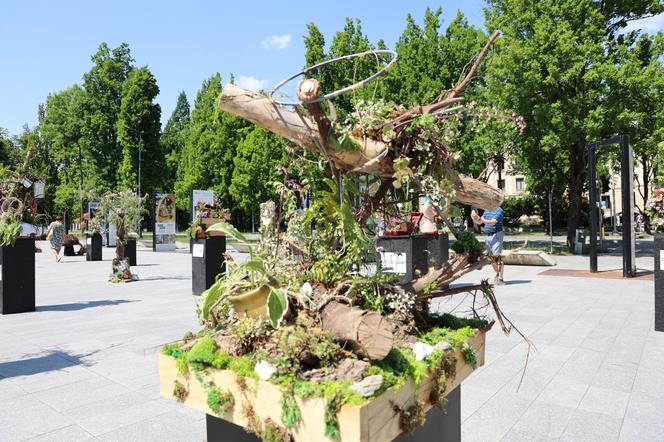 Weekend z florystyką w Lublinie. Zobacz imponujące roślinne instalacje w centrum miasta!