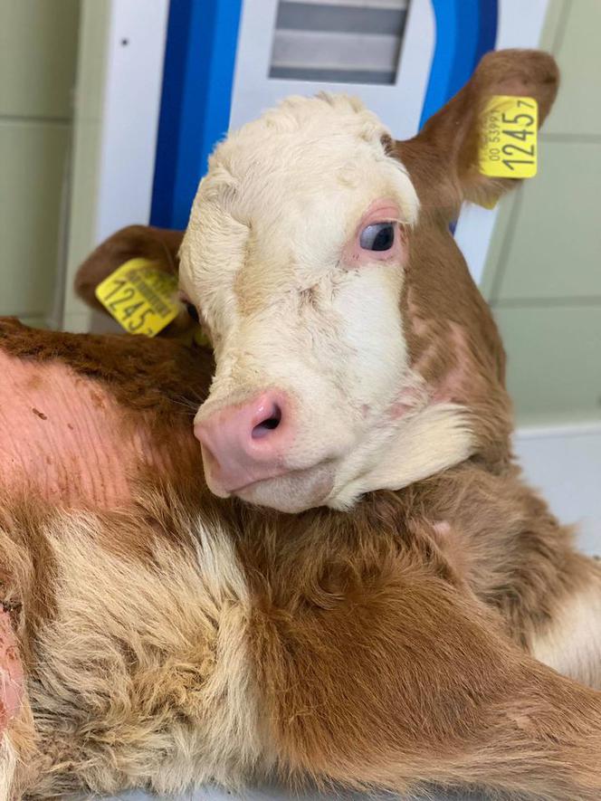 Cielak Pawełek musi nauczyć się chodzić [ZDJĘCIA