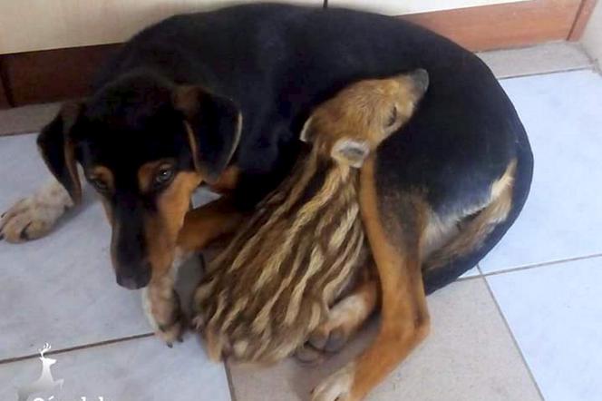 Kundel został mamą dziczka