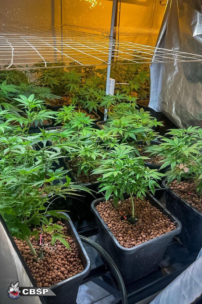 Akcja CBŚP w dwóch województwach. Zdjęcia z działań służb