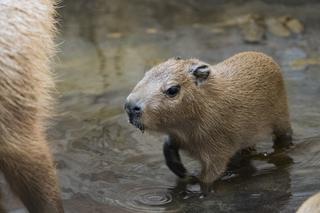Zoo Wrocław:  Na oczach zwiedzających urodziły się kapibary! To największe gryzonie świata! [ZDJĘCIA, WIDEO]