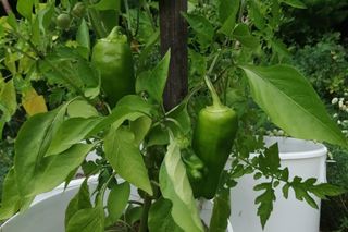 W Fordonie powstaje ogród społeczny. Każdy może dołączyć z łopatą czy sekatorem w ręku!