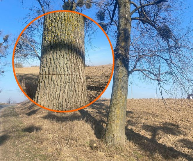 Ktoś podciął 29 dużych drzew. Mogły runąć na drogę. Sprawca poszukiwany