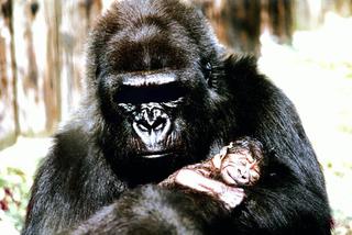 Gorylica Koko, która rozmawiała z ludźmi, nie żyje