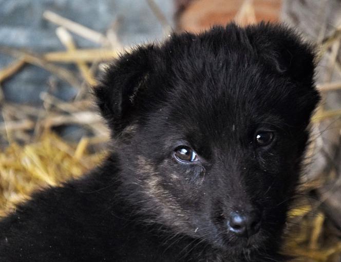 Słodziaki do wzięcia