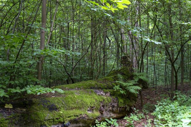 Rezerwat przyrody Segiet na pograniczu Bytomia i Tarnowskich Gór