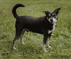 ​Śmieciarki ze zdjęciami psów wyjechały na ulice Leszna. Ruszyła akcja „Czysta Miłość”