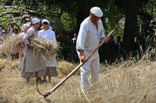 Żniwowanie w skansenie zaciekawiło mieszkańców! ZDJĘCIA